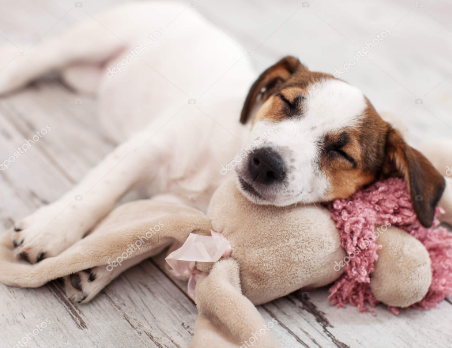Calming Comfort: The Benefits of a Dog Heartbeat Toy