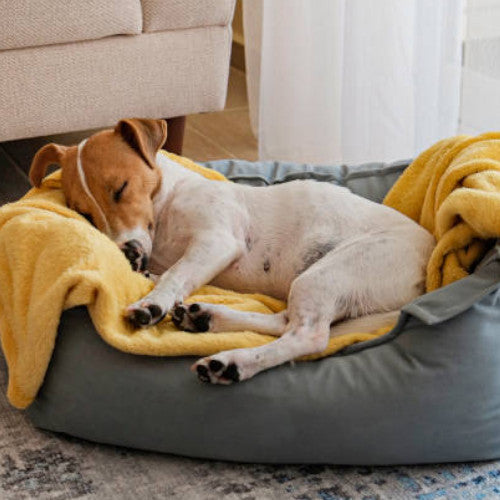 Dogs - Beds &amp; Blankets