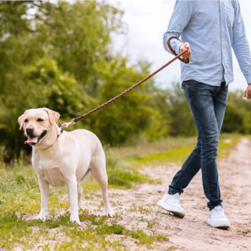 Dogs - Collars, Harnesses &amp; Leashes