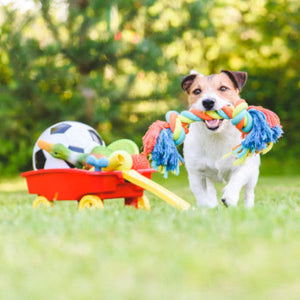 Dogs - Dog Toys HOD Health and Home | HOD Fitness | HOD Pets | HOD Outdoors