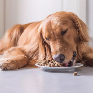 Dogs - Feeding HOD Health and Home | HOD Fitness | HOD Pets | HOD Outdoors