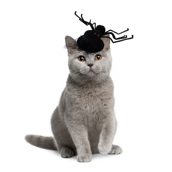 Cats And Dogs Spider Hat Headgear For Halloween Cosplay Prop
