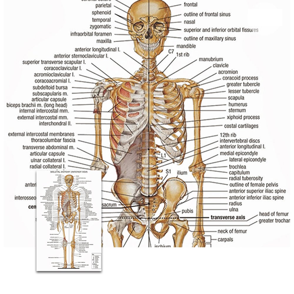 Human Body System Poster Anatomy Chart Educational Home Hangings Biology Diagrams