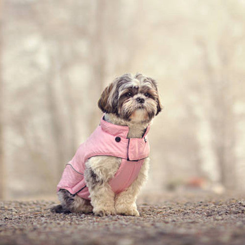 Dogs - Clothing, Shoes & Costumes
