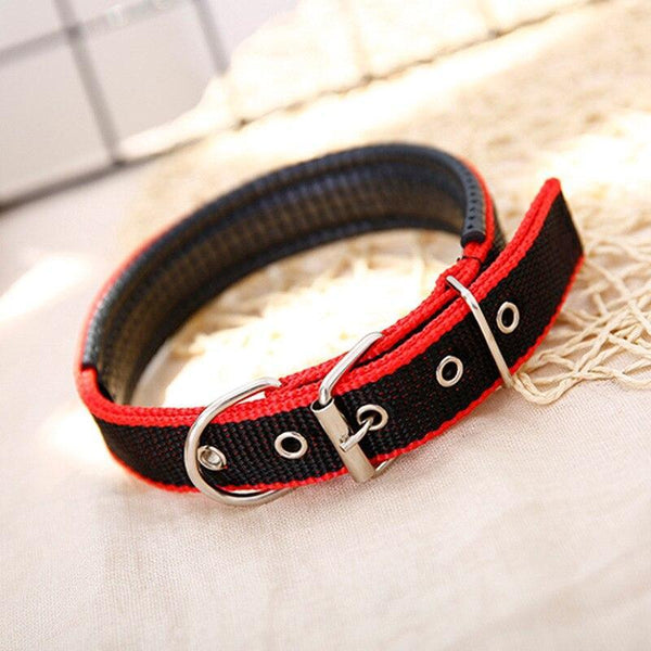 Walk Me Nylon Flat Dog Collar Dog Collars