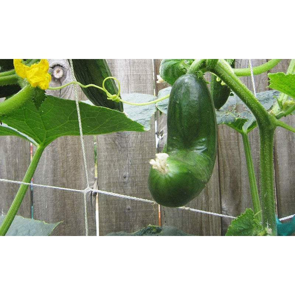 Pots Planters White Trellis Netting Vegetable Flower Vine Climbing Trellises