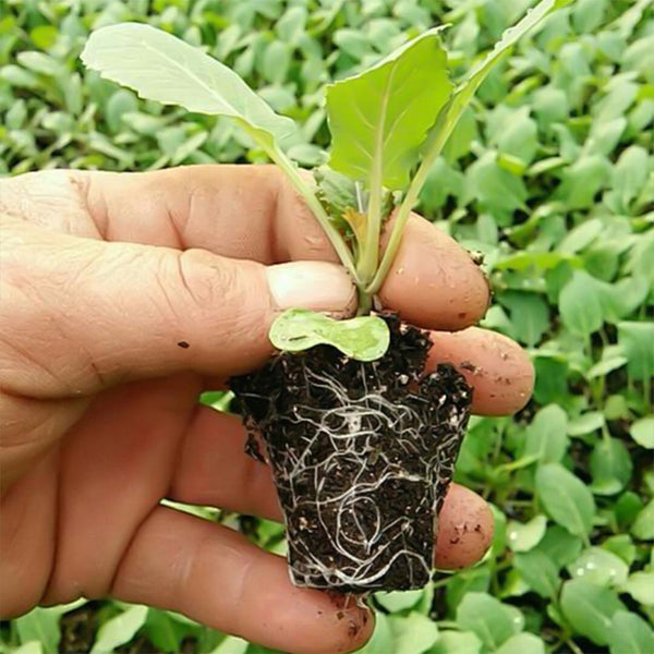 Greenhaven Seedling Trays Starter 4 Pack Adjustable Ventilation Seed Starter