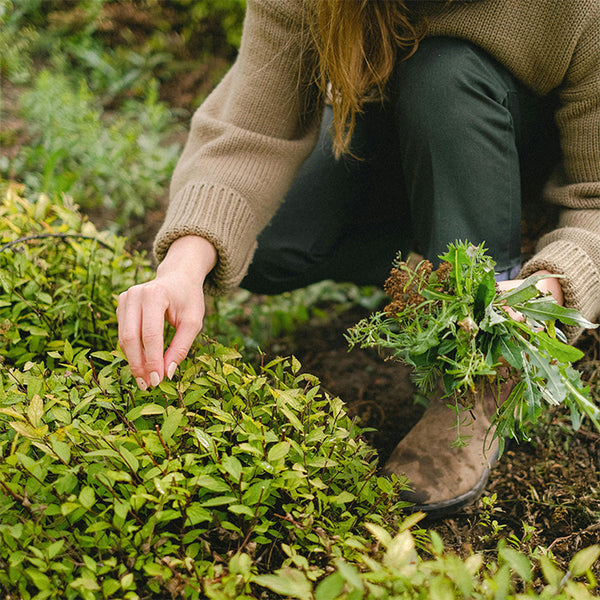 Greenhaven Seedling Trays Starter 4 Pack Adjustable Ventilation Seed Starter