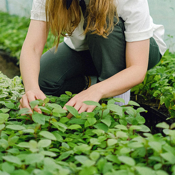 Greenhaven Seedling Trays Starter 4 Pack Adjustable Ventilation Seed Starter