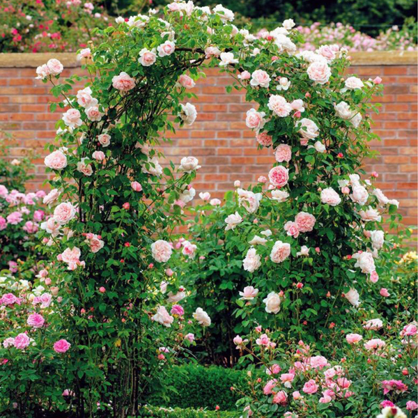 Wedding Garden Arch Arbor Trellis Archway For Climbing Plants Rack Trellises