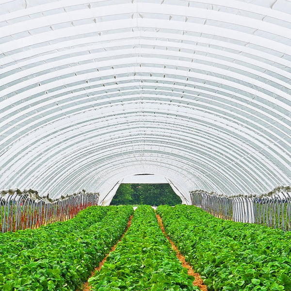 Greenhouse Film Cover Uv Resistant Polyethylene Covering Garden Plants Flowers Agriculture Greenhouses