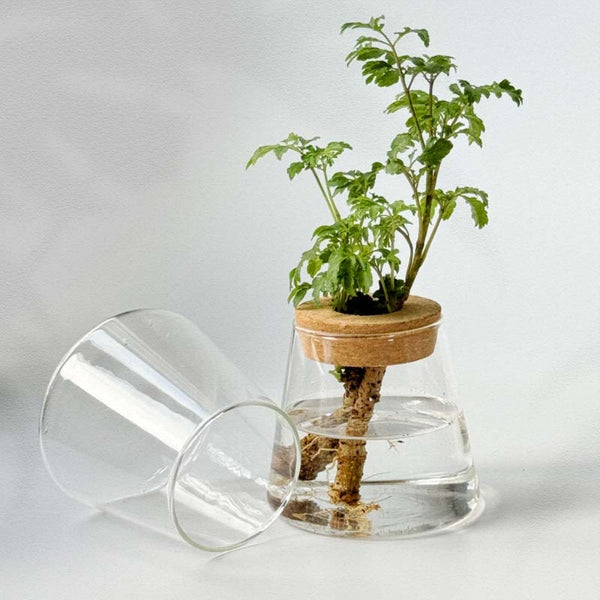 Hydroponic Plants Glass Flower Pots Home Decoration Transparent Small Vase Planters & Vases