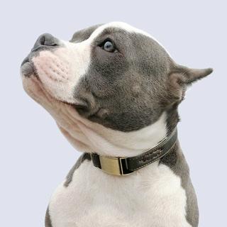 Padded Genuine Leather Dog Collars Leads & Head Collars