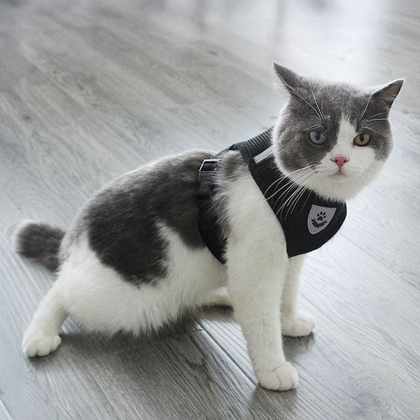 Pet Harness Set (Small Dogs/Cats): Vest Collar Leash. Fits French Bulldogs Chihuahuas Etc. Harnesses