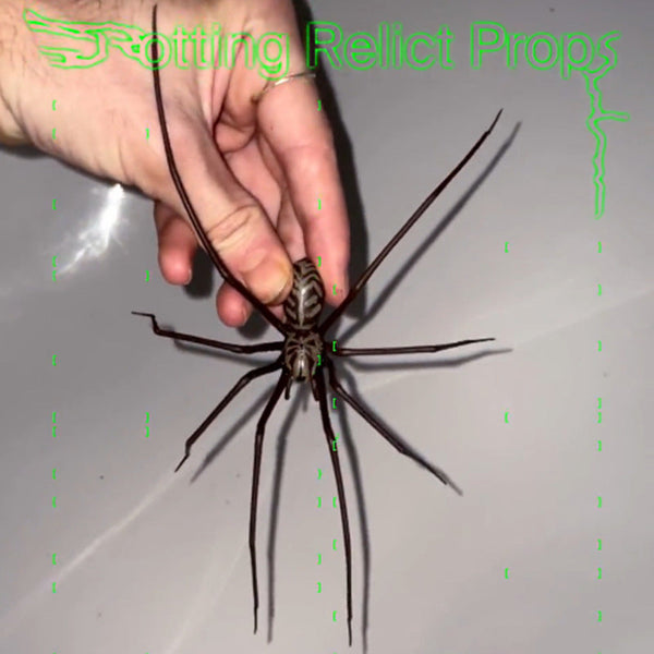 Plastic Spider As Decoration Novelty Ornament Seasonal Decorations