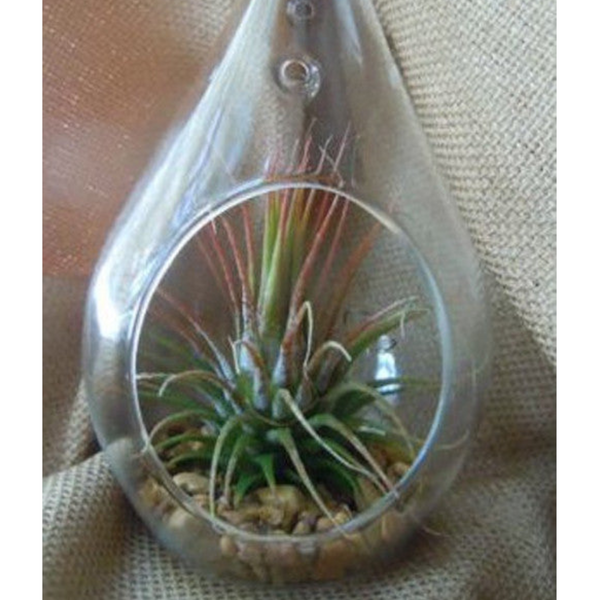 My Decorations 50 Wholesale Pack Hanging Clear Glass Tealight Candle Holder Tear Drop Pear Shape 12Cm High Terrarium Plant Mini Garden Vases