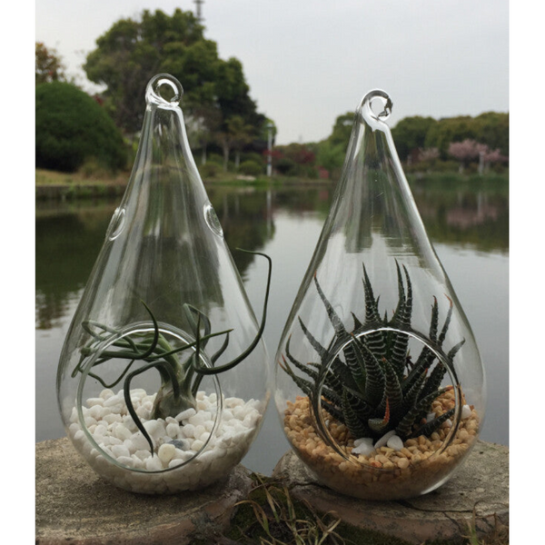 My Decorations 50 Wholesale Pack Hanging Clear Glass Tealight Candle Holder Tear Drop Pear Shape 12Cm High Terrarium Plant Mini Garden Vases