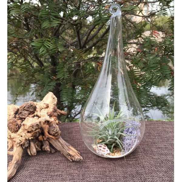 My Decorations 50 Wholesale Pack Hanging Clear Glass Tealight Candle Holder Tear Drop Pear Shape 12Cm High Terrarium Plant Mini Garden Vases