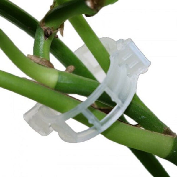 50Pcs Fruit Tree Plant Fixing Clip White Plant Ties & Supports
