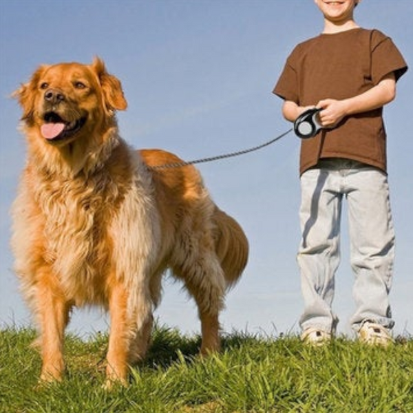 5M Dog Leash Automatic Retractable Extending Pet Collar Walking Blue Leads & Head Collars