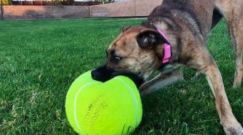 Dog Toys Mega Ball Giant Tennis Dog Toy