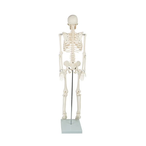 Anatomical 85Cm Tall Human Skeleton With Flexible Spine Model Medical Anatomy Anatomical Models