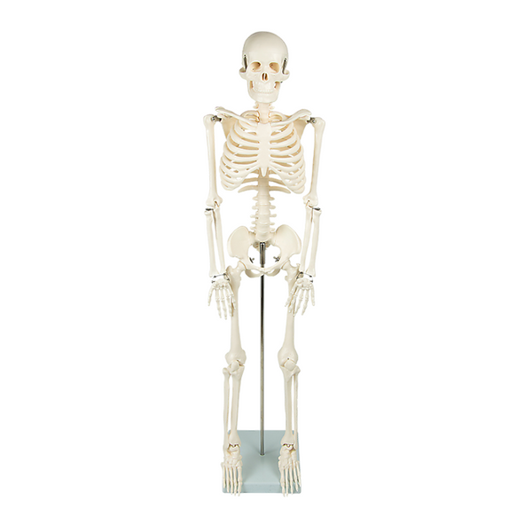 Anatomical 85Cm Tall Human Skeleton With Flexible Spine Model Medical Anatomy Anatomical Models