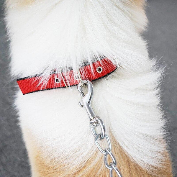 Walk Me Nylon Flat Dog Collar Dog Collars
