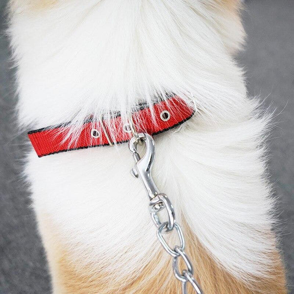 Walk Me Nylon Flat Dog Collar