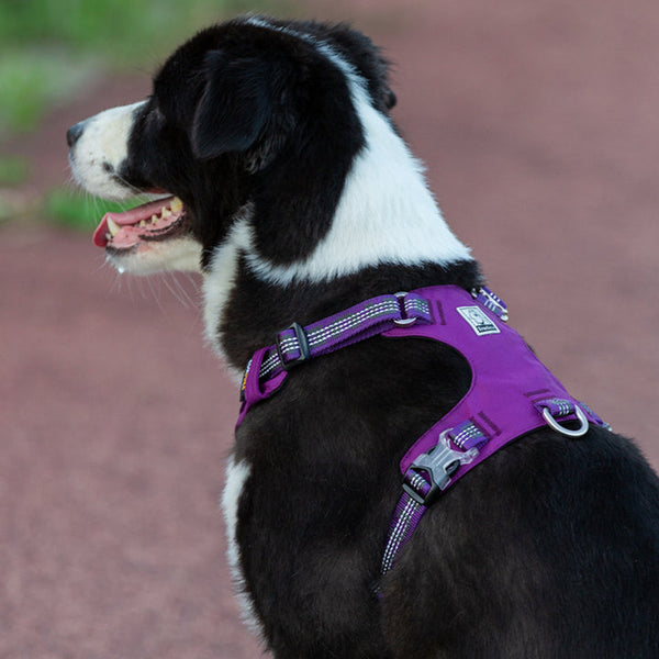 True Love Lightweight Reflective Harness Purple 2Xs Harnesses