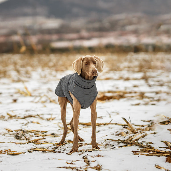 Thick And Warm Dog Clothing Outdoor Cotton Coat Vest For Winter Warmth Dog Clothing & Shoes