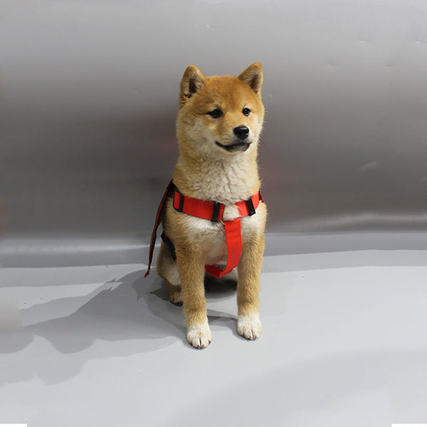Pet Halloween Dress Up Costume Accessories Chest And Back Traction Rope Bat Transformation Outfit Dog Clothing & Shoes