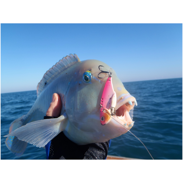 Finesse Feather Blade Aqua Pink 55Mm 2 Pack Baits & Lures