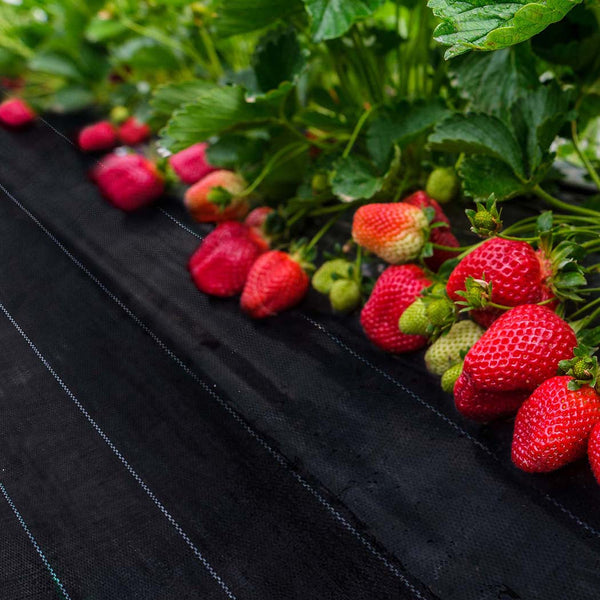 Lambu Weed Mat 1.83Mx50m Plant Control Xx Large Weed Control Fabric