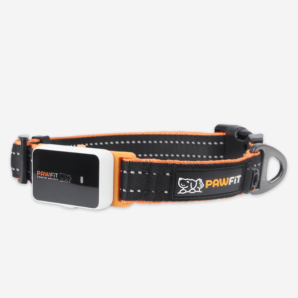 Pawfit 3 Collar Small Dog Collars