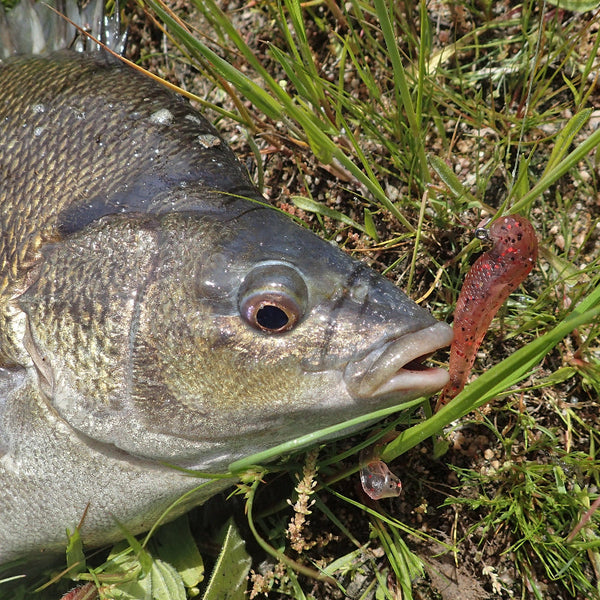 Swimerz 75Mm Vibro Tail Mullet Scented 8 Pack Baits & Lures