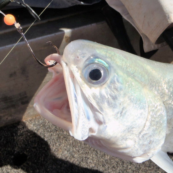 Swimerz 4/0 Offset Circle Hook Black Nickel Qty 25 Hooks