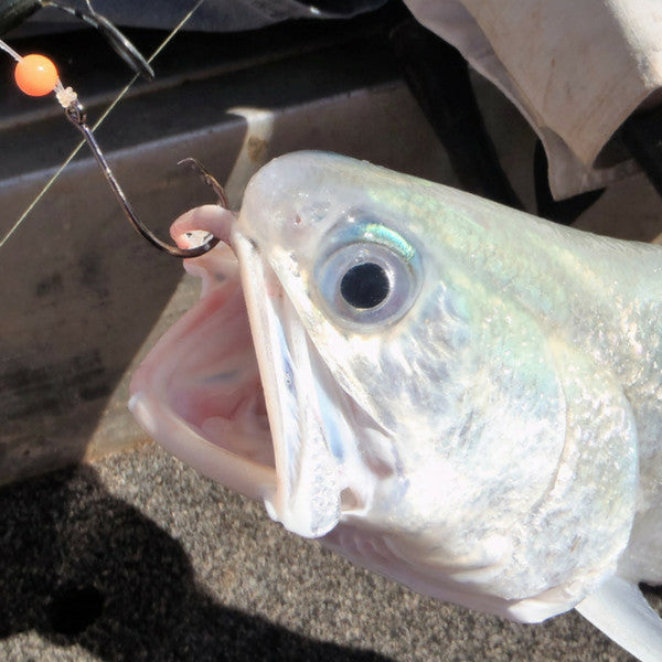 Swimerz 3/0 Offset Circle Hook Black Nickel Qty 25 Hooks