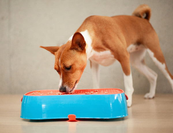 4 In 1 Slow Feeder Dog Bowl Blue And Warm Ocean Red Lickmat Dishes Feeders & Fountains