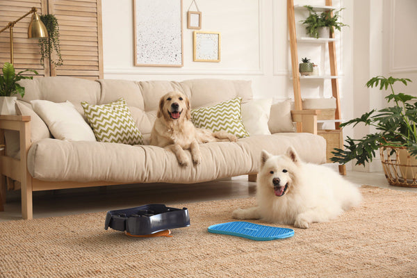 4 In 1 Slow Feeder Dog Bowl Dark Grey With Blue Lickmat Dishes Feeders & Fountains