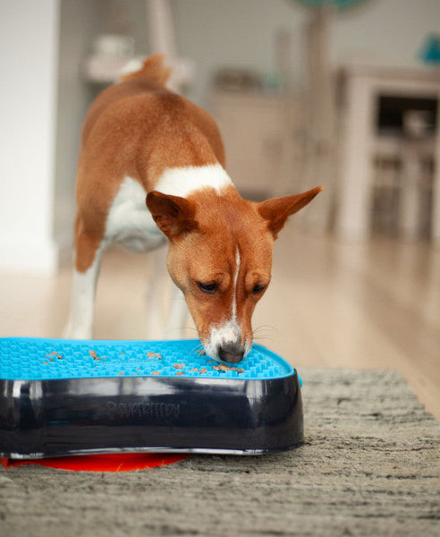 4 In 1 Slow Feeder Dog Bowl Dark Grey With Blue Lickmat Dishes Feeders & Fountains