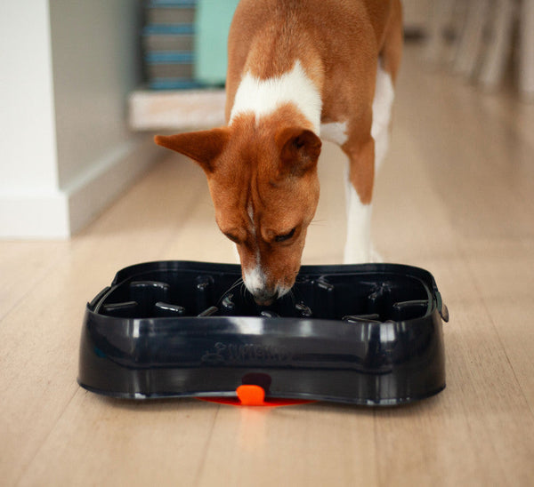 4 In 1 Slow Feeder Dog Bowl Dark Grey With Blue Lickmat Dishes Feeders & Fountains