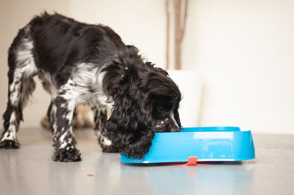Marley Slowappy Dog Feeder Bowl Blue Pet Care Dish Dishes Feeders & Fountains