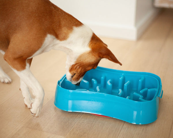 Marley Slowappy Dog Feeder Bowl Blue Pet Care Dish Dishes Feeders & Fountains