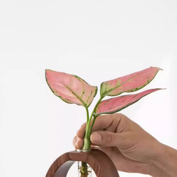 Glass Vase Minimalist Desktop Flower For Water Plants And Blooms Vases