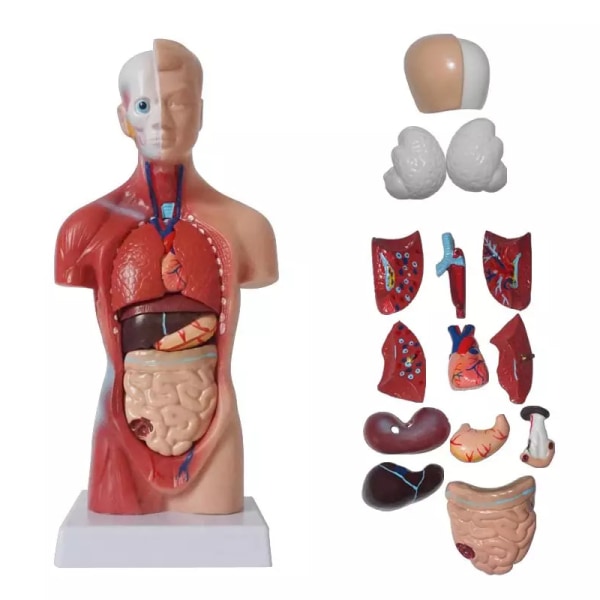 Human Torso Anatomical Model With Internal Organs 28Cm Unisex Anatomical Models