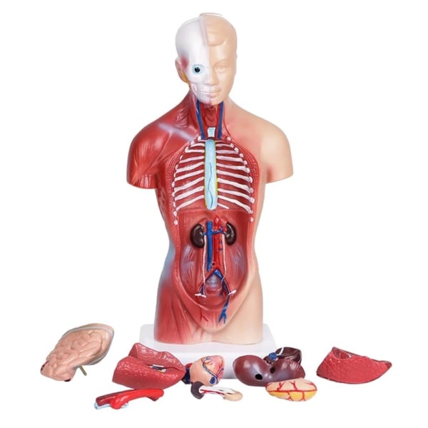 Human Torso Anatomical Model With Internal Organs 28Cm Unisex Anatomical Models