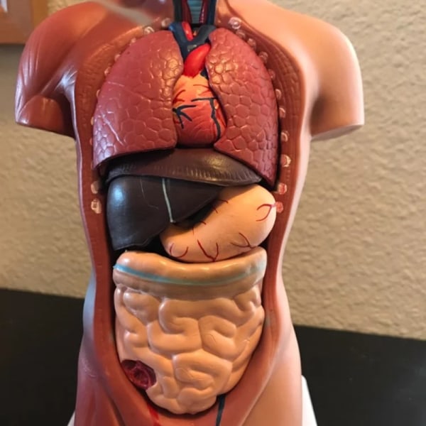 Human Torso Anatomical Model With Internal Organs 28Cm Unisex Anatomical Models