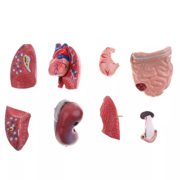 Human Torso Anatomical Model With Internal Organs 28Cm Unisex Anatomical Models