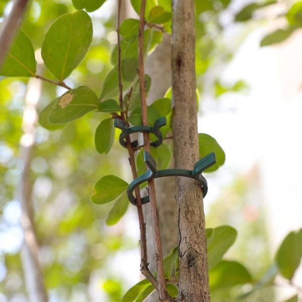 200 Pcs Plant Support Clipsplastic Clipsclimbing Fixing Clipsgarden Clipsfor Plant Ties & Supports